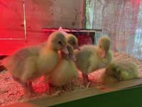 220702hoffest-landwirt120
