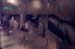 p1_neu_q10damen_wc