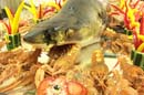 050125buffet_gastroball04