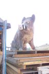 060727wiesnaufbau_mlm20