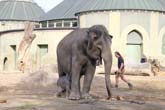111108ms_lola_elefant002