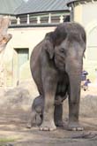 111108ms_lola_elefant003