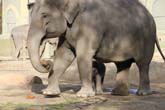 111108ms_lola_elefant005