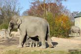 111108ms_lola_elefant010