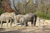 111108ms_lola_elefant014