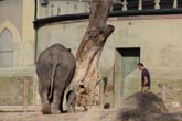 111108ms_lola_elefant015