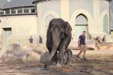111108ms_lola_elefant016