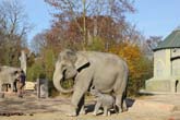 111108ms_lola_elefant017