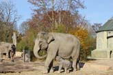 111108ms_lola_elefant018