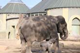 111108ms_lola_elefant024