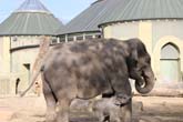 111108ms_lola_elefant025