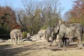111108ms_lola_elefant027