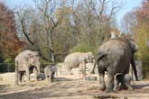 111108ms_lola_elefant029