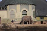 111108ms_lola_elefant033