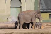 111108ms_lola_elefant035