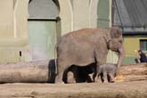 111108ms_lola_elefant036