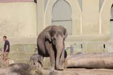 111108ms_lola_elefant037