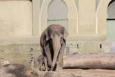 111108ms_lola_elefant038