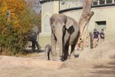 111108ms_lola_elefant040