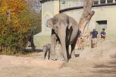 111108ms_lola_elefant041