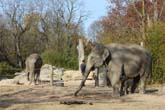 111108ms_lola_elefant042