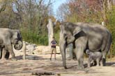 111108ms_lola_elefant043