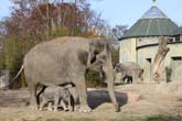 111108ms_lola_elefant044