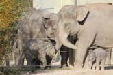 111108ms_lola_elefant046