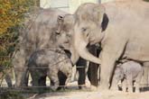 111108ms_lola_elefant047