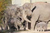 111108ms_lola_elefant048
