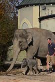 111108ms_lola_elefant050