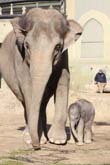 111108ms_lola_elefant077