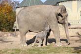 111108ms_lola_elefant083