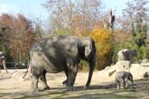 111108ms_lola_elefant085