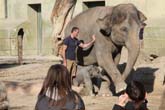 111108ms_lola_elefant087