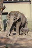 111108ms_lola_elefant089