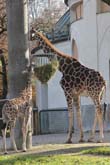 111108ms_x_giraffenbaby002