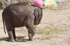 100331elefantenbaby_55