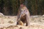100331elefantenbaby_58