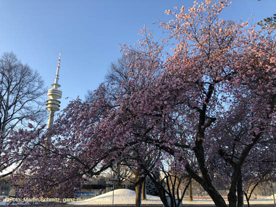 210406winter_hanami011
