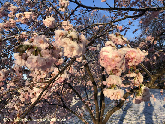 210406winter_hanami020