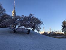 210406winter_hanami002